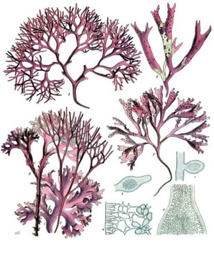 Irish Moss Alternatives For Home Brewing